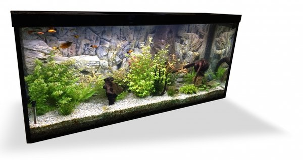 Wild Pearl Aquarium 100x50x50 cm, 8mm Glas
